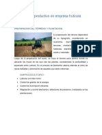 Proceso Productivo en Empresa Frutícola PDF