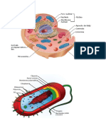 eucariota.docx