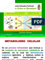 Metabolismo Celular