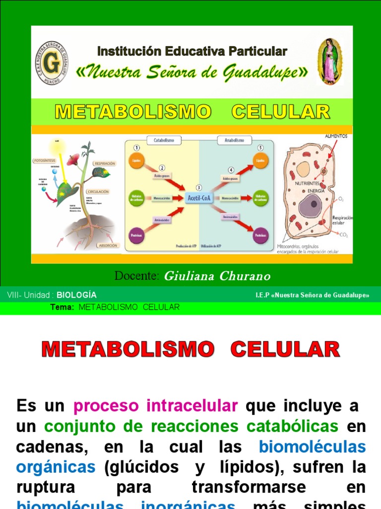 Metabolismo Celular Metabolismo Ciclo Del ácido Cítrico