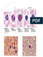 Complete Leucocyte Images