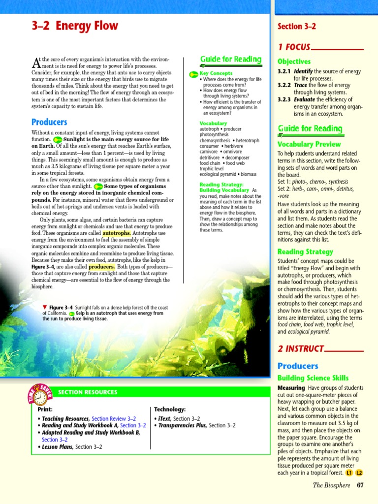 Energy Flow in Ecosystems | PDF | Food Web | Systems Ecology