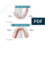 Dientes Superiores