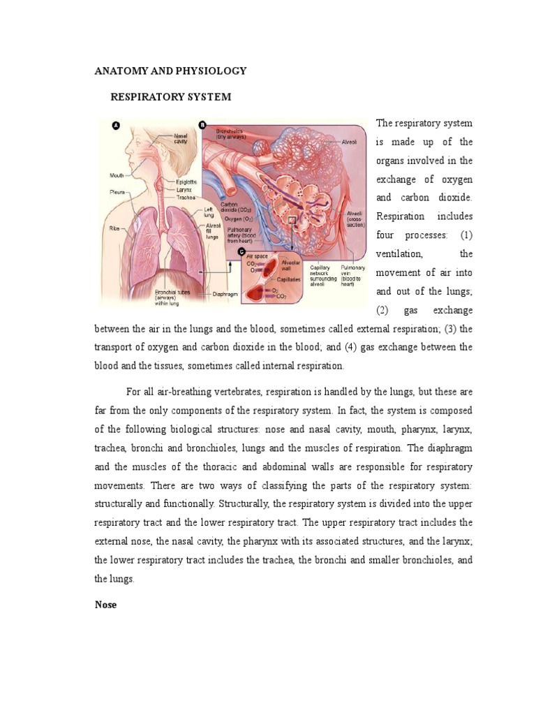 Overview of the Respiratory System | PDF | Respiratory Tract | Lung