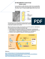 The Tricarboxylic Acid Cycle