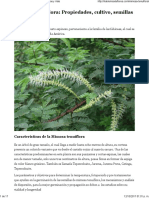 Mimosa Tenuiflora: Propiedades, Cultivo, Semillas y Más