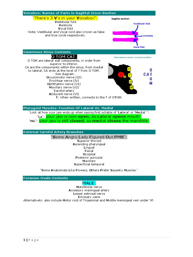 Head and Neck Anatomy | PDF | Common Carotid Artery | Musculoskeletal ...