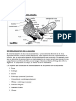 Anatomia General de Una Gallina