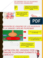 Transporte de Dioxido de Carbono y Oxigeno en La Sangre