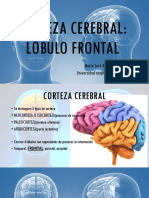 CORTEZA CEREBRAL lobulo frontal.pptx