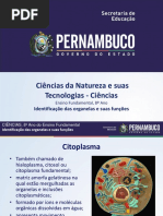 Identificação Das Organelas e Suas Funções