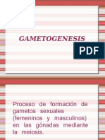 gametogénesis 