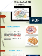 Areas Especializadas Del Cerebro