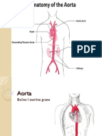 Anatomija Srca