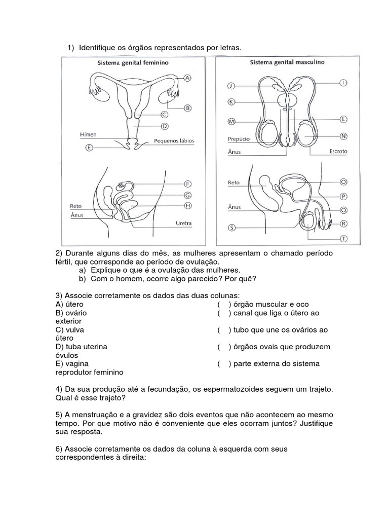 Aparelho Reprodutor Feminino e Masculino | PDF | Puberdade | Sistema ...