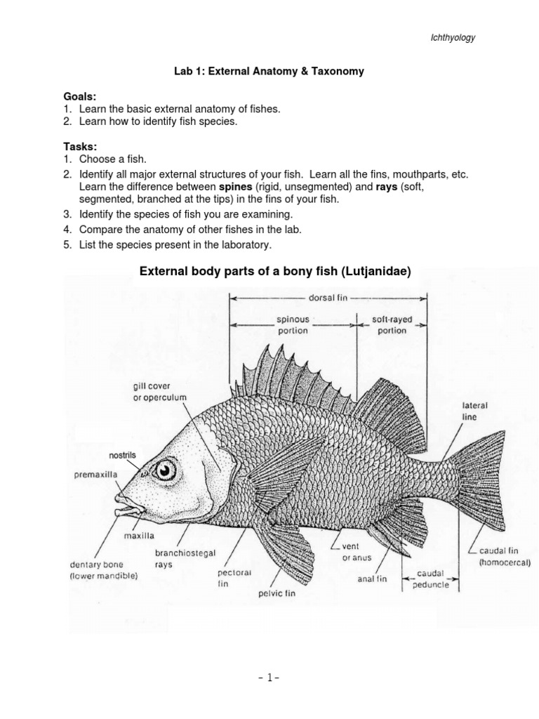External Anatomy of Tilapia Fish | PDF | Aquatic Vertebrates | Fish