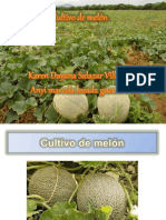 Cultivo de Melon