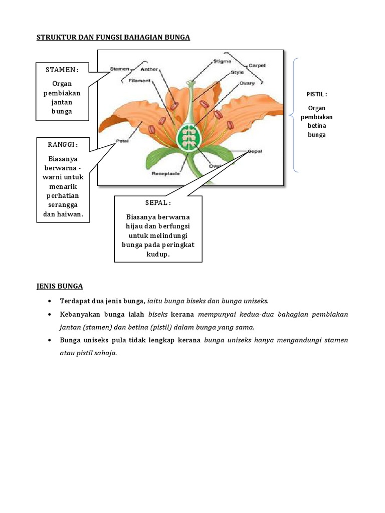 Struktur Dan Fungsi Bahagian Bunga Pdf