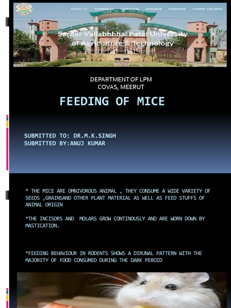 Mice Feeding Guidelines at COVAS Meerut | PDF