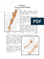 Monografia Extremidad Superior