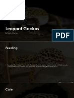 Leopard Gecko