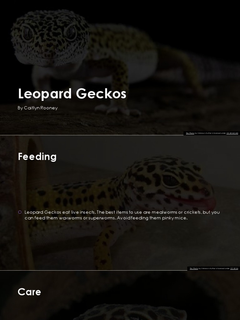 Leopard Gecko | PDF | Home & Garden | Science & Mathematics