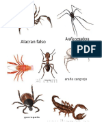 animales invertebrados.docx