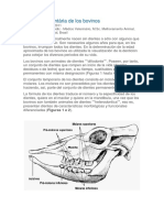 Cronología Dentária de Los Bovinos