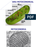 4 Mitocondria