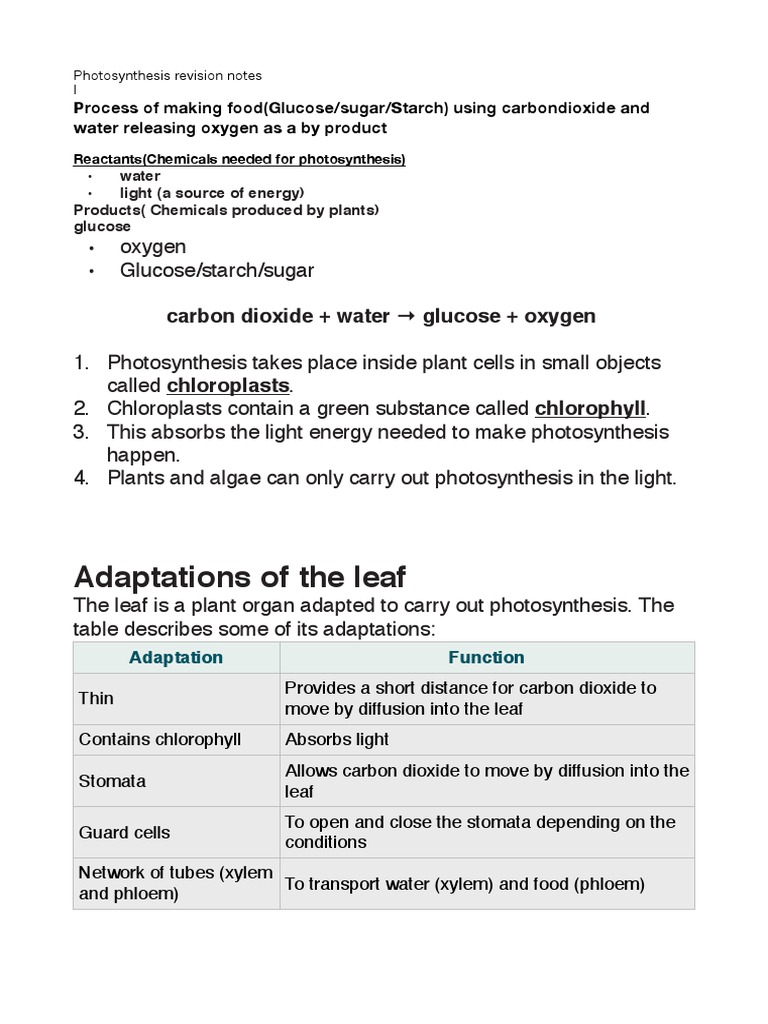 Leaf Adaptations for Photosynthesis | PDF | Digestion | Photosynthesis