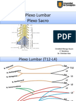 Plexo Lumbar y Sacro