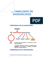 Catabolismo de Aminoacidos PDF