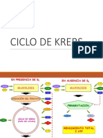 Ciclo de Krebs