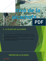 Cultivo de la alcachofa: Partes, propagación e instalación