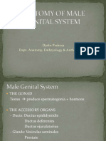 The Male Reproductive System