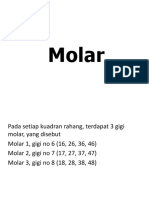 Morfologi Gigi Molar