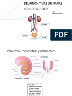 ANATOMÍA DEL RIÑÓN y Vías Urinarias