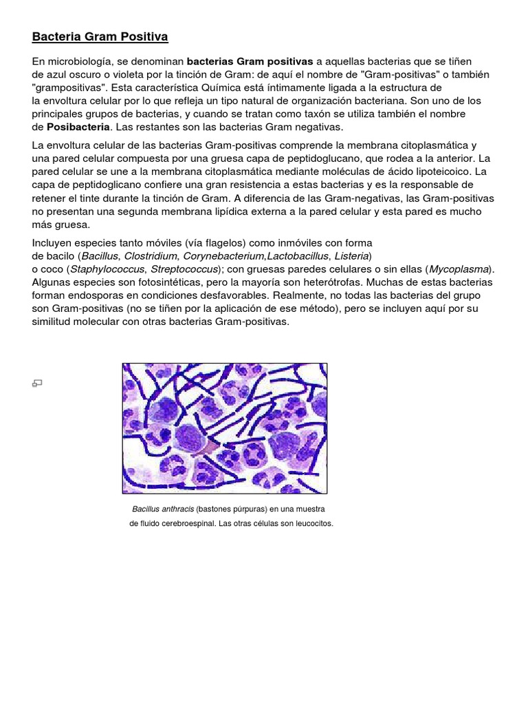Bacteria Gram Positiva y Negativa | PDF | Bacterias Gram Positivas ...