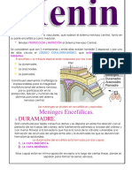 meninges.docx