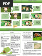 Control de hormigas cortadoras de hojas | PDF | Hormiga