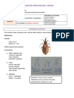 Reduvidae (Triatoma - Cimex)