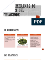 Las Membranas de Colores Del Tilaciode