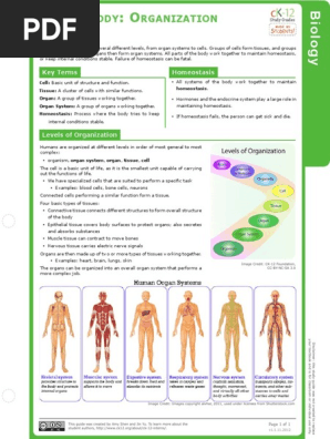 Organization Of The Human Body Ck12 Foundation