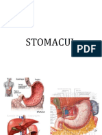 Stomac 2019