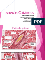 Anexos Cutaneos Histologia