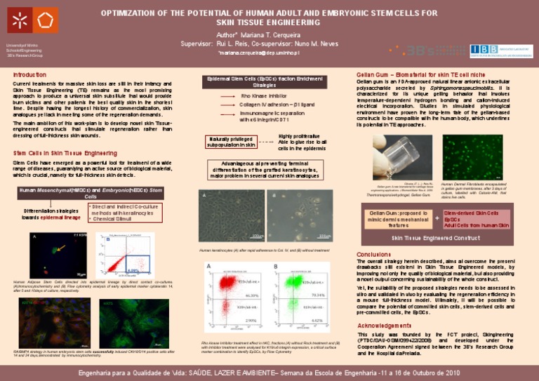 Optimization of The Potential of Human Adult and Embryonic Stem Cells ...