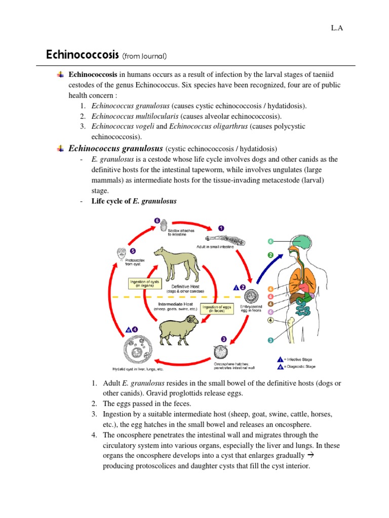 Echinococcosis: Echinococcus granulosus | Clinical Medicine | Medicine ...