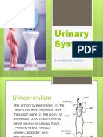 Urinary System: by Marie Cris Amerila