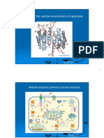 Microsoft PowerPoint - Apoptosis 42211 PDF