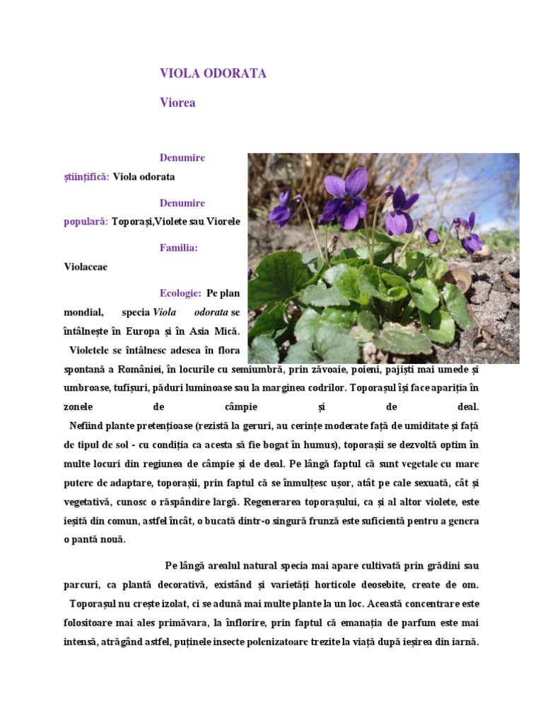 Viorea | PDF